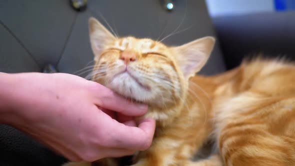 Woman Stroking a Red Egyptian Cat Lying on the Chair. Slow Motion