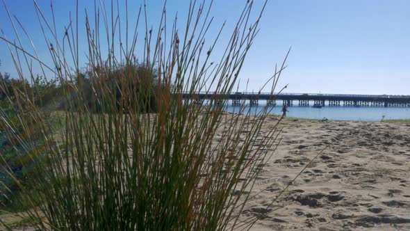 Barwon Heads, Victoria Australia. Grass reveal, woman and dog walking on the beach.