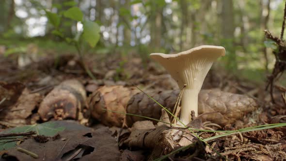STATIC, a common funnel mushroom growing in a spruce forest