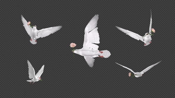 Doves with Roses - Flying Flock of 5 - Transparent Transition