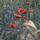 Poppies - VideoHive Item for Sale