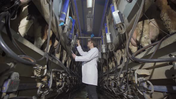 Farmer in modern cow milking parlor.