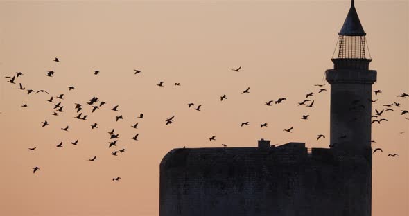 Group of Cormorants flying over Aigues Mortes  in France