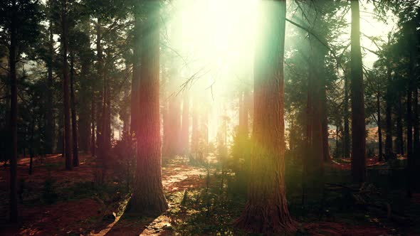 Famous Big Sequoia Trees are Standing in Sequoia National Park