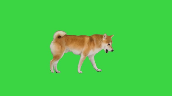 Smiling Red Shiba Inu Walking on a Green Screen, Chroma Key