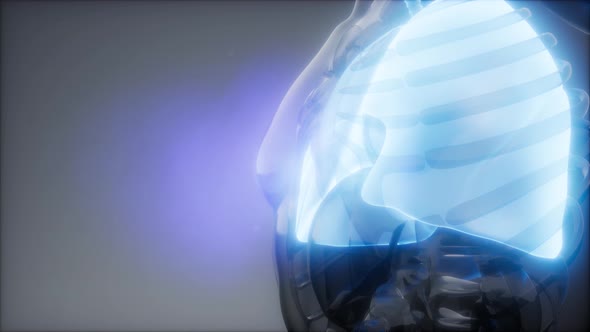 Human Lungs Radiology Exam alt