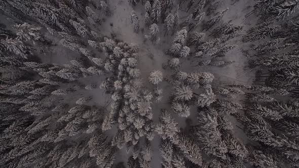 Aerial View of The Dense Forest in The Snow in Winter