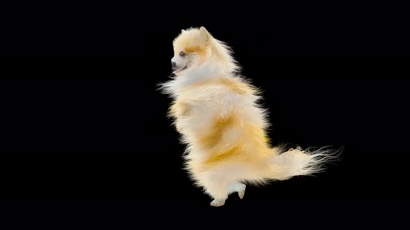 Dog Dancing 4K