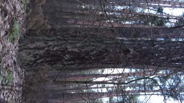 Vertical Video of Trees in a Pine Forest Slow Motion