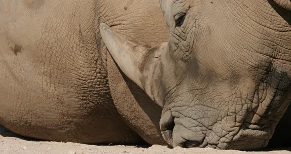 The white rhinoceros or square-lipped rhinoceros, (Ceratotherium simum)