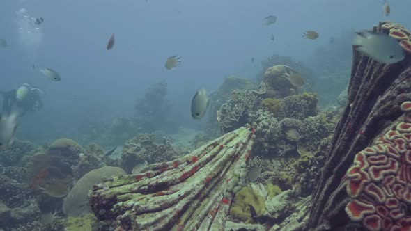 Fish Swimming Among Sea Coral Reef Underwater View. Scuba Diving and Snorkeling