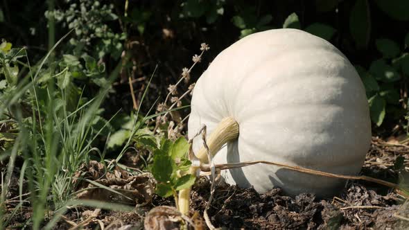 Organic round  pumpkin Cucurbita pepo close-up 4K footage