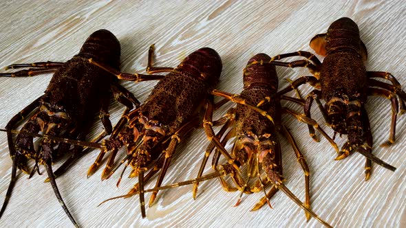 Four red-brown spiny crayfish lying together; high-angle static