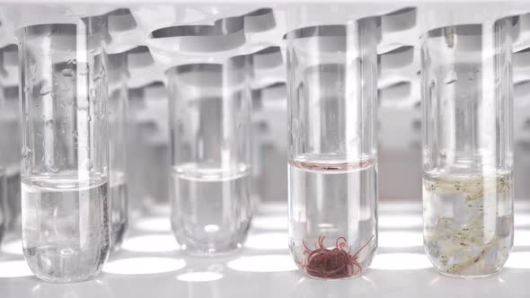 the Technician Takes Turns Taking Test Tubes with a Nematode Worm, Chaoborus Larvae and a Tubifex