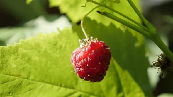 Rubus idaeus  tasty fruit on plant vines close-up 4K 2160p 30fps UltraHD footage - Red  European ras