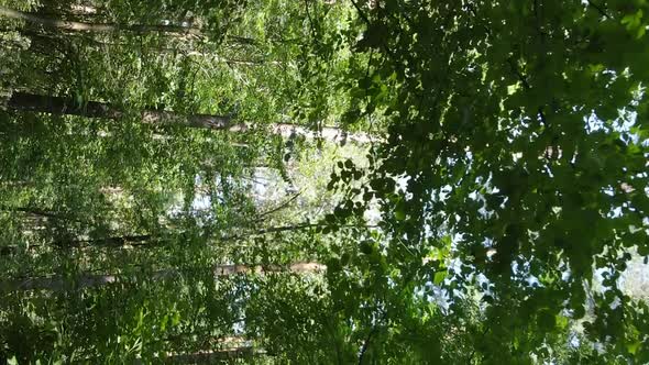 Vertical Video of a Beautiful Forest in Summer