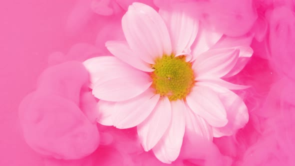 White Flower and Pink Ink Cloud in Water