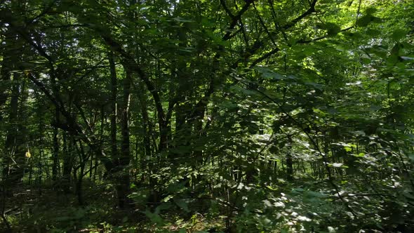 Slow Motion View of Green Forest By Day