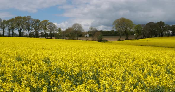 Field of rapeseed (Brassica napus), in the Cotes d Armor department in Brittany, France