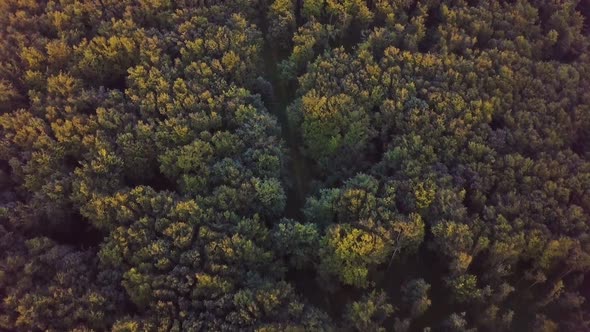 Aerial View of Green Sunny Forest in Golden Summer Evening Nature