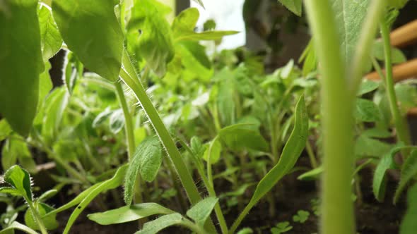 Young Green Seedlings of Tomatoes Grown on Ground in a Greenhouse