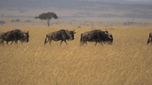 Wildebeests walking on the savannah