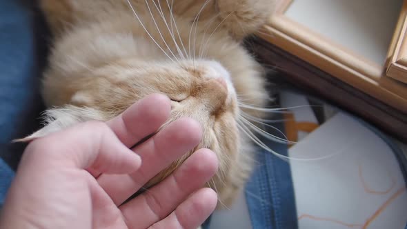 Cute Ginger Cat Dozing on Dark Blue Fabric. Close Up Slow Motion Footage of Fluffy Pet. Man Stroking