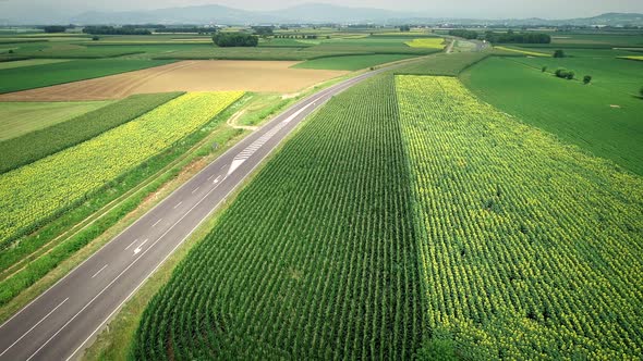 Aerial view of straight road between fields of sunflower and corn.