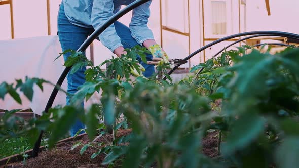 Woman Gardener in Gloves Working in the Garden in the Backyard Agrarian Life