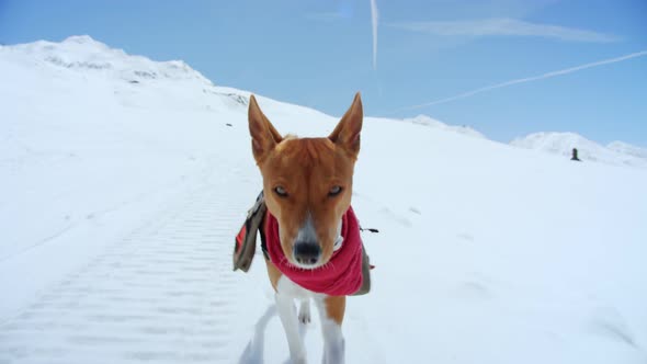 Cute Adorable Brown Puppy Runs in Snow Wit Harness