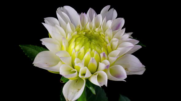 Timelapse of Blooming White Dahlia Flower Isolated on Black Background
