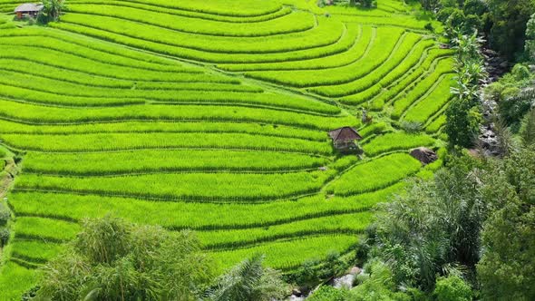 Bali, Indonesia, Aerial View of Rice Terraces