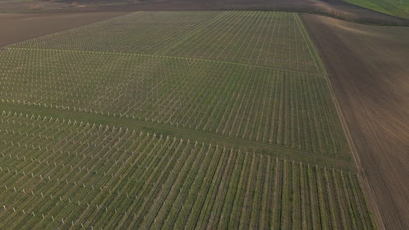 Aerial View of Green Wheat Field Next to Forest Rural Scenery Farm