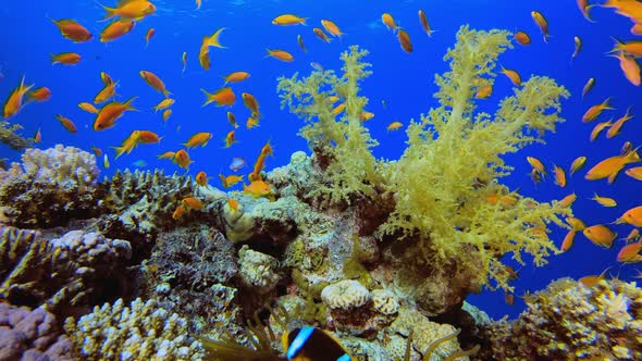 Underwater Tropical Reef Clownfish