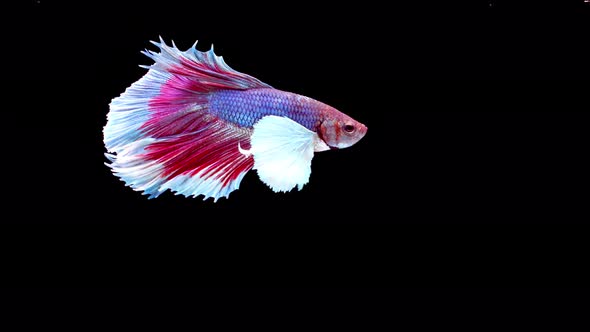 Siamese fighting fish (Betta splendens)