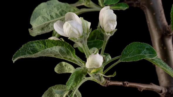 Timelapse Fruit Tree Apple Flowers Flourishing and Opening on Black Background  Video