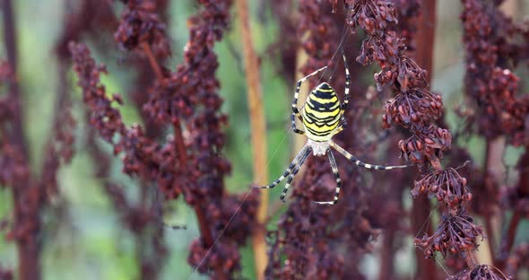 Argiope bruennichi (wasp spider) on web