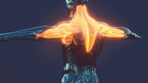 Digital Illustration of Muscular System