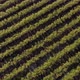 4K Flying Over Blueberry Field In Bloom - VideoHive Item for Sale