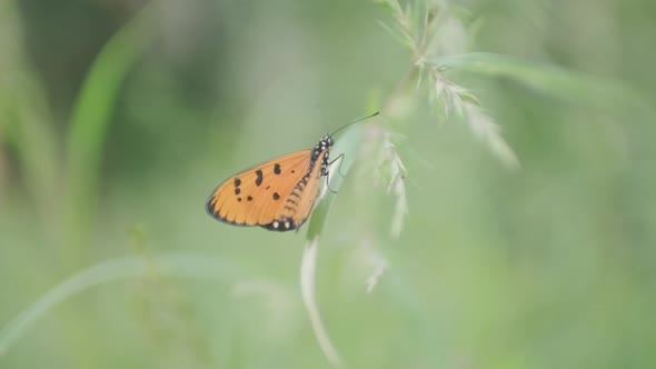 Orange butterfly sitting on long green grasses slow motion close up Acraea terpsicore