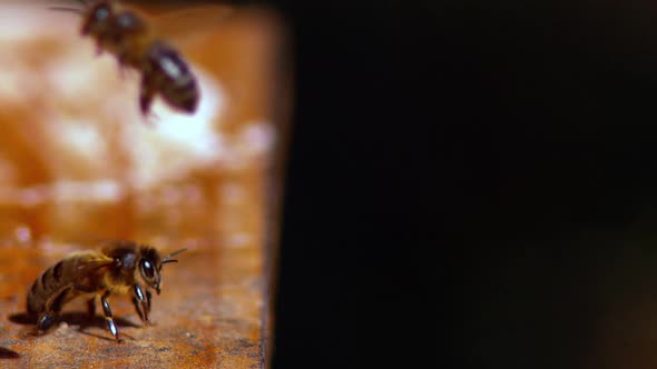 |European Honey Bee, apis mellifera, Bee in Flight, Slow motion