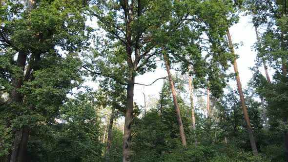 Slow Motion View of Green Forest By Day