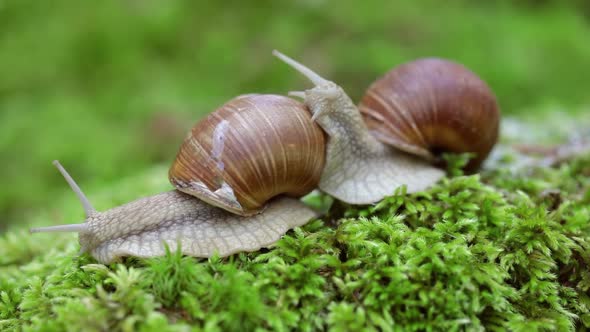 Helix Pomatia Also Roman Snail, Burgundy Snail