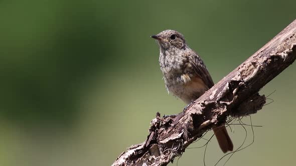 Black redstart, Phoenicurus ochruros. A young bird sits on a beautiful dry branch