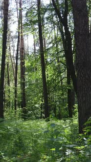 Vertical Video of a Summer Green Forest with Trees During the Day Slow Motion