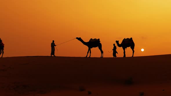 Cameleers Camel Drivers at Sunset