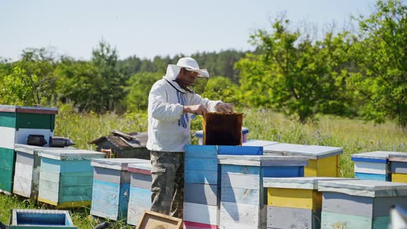 Farmer inspecting bees on the apiary