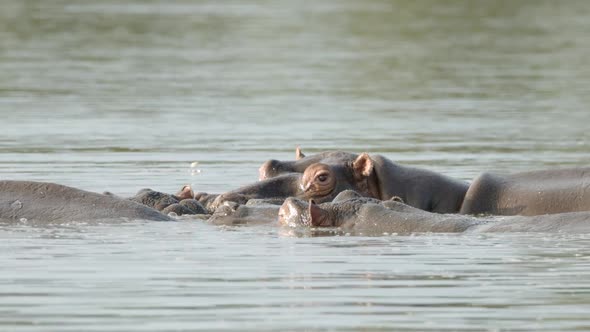 Hippopotamus Family Chilling in River Water on Hot African Day. Hippo Animals in Kruger National Par