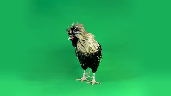 Colored Crested Decorative Rooster Paduan, Fluffy Funny Fancy Feather Head at Green Background in