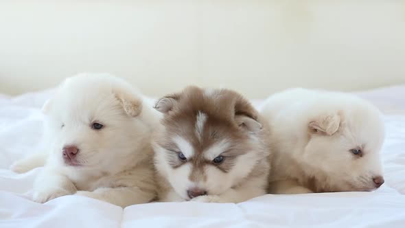 Three Siberian Husky Puppies Lying On White Bed